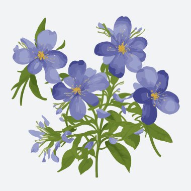 Bir paket Jacob 'un merdiven çiçeği.