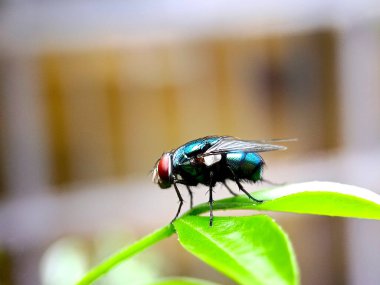 Yaprağın üzerinde yeşil bir sineğin yakın plan fotoğrafı.