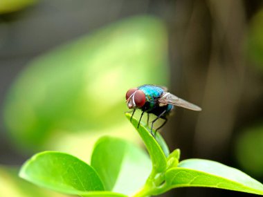 Yaprağın üzerinde yeşil bir sineğin yakın plan fotoğrafı.