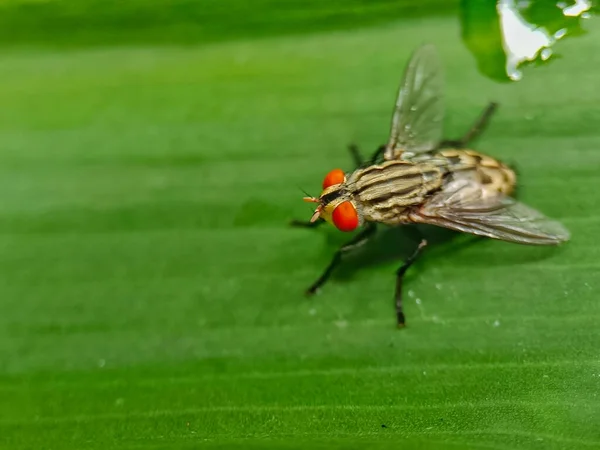 Graue Stubenfliege Aus Nächster Nähe Foto Schmutzige Insekten Die Bakterien — Stockfoto