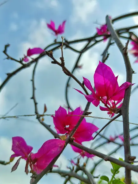Açık hava bahçesindeki pembe begonvil çiçeğinin yakın plan fotoğrafı.