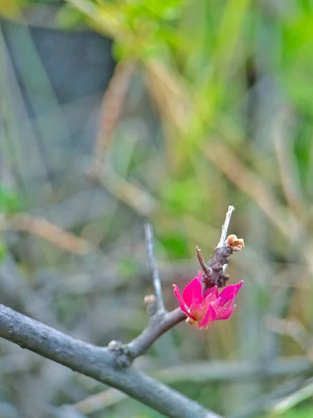 Zbliżenie Zdjęcie Różowy Kwiat Bougainvillea Ogrodzie Zewnątrz — Zdjęcie stockowe