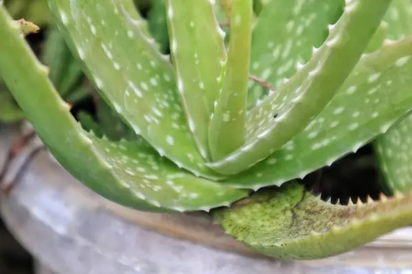 Tencerede taze aloe vera, sağlık ve güzellik için doğal bir bileşen.