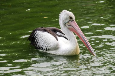 Güzel Avustralyalı pelikanlar balık avlıyor ya da suda yiyecek arıyorlar.
