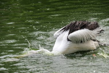 Güzel Avustralyalı pelikanlar balık avlıyor ya da suda yiyecek arıyorlar.