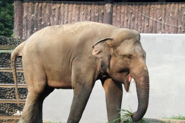 Hayvanat bahçesindeki büyük bir filin gülen yüzü