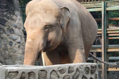 Hayvanat bahçesindeki büyük bir fil.