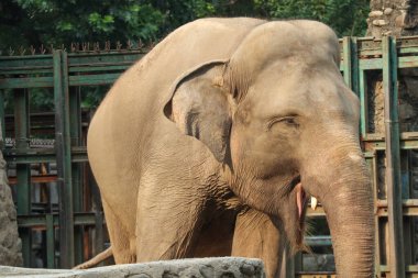 Hayvanat bahçesindeki büyük bir filin gülen yüzü