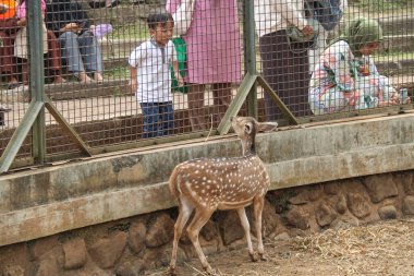 jakarta, Endonezya - 13 Ağustos 2023: Ragunan Hayvanat Bahçesi 'ne çocuk ziyaretçiler hevesle kafeste bir geyik görüyorlar