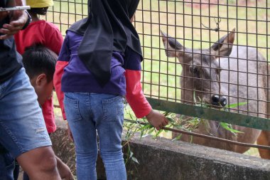 Jakarta, Endonezya - 13 Ağustos 2023: Hayvanat bahçesi ziyaretçileri tarafından beslenen geyik