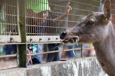 Jakarta, Endonezya - 13 Ağustos 2023: Hayvanat bahçesi ziyaretçileri tarafından beslenen geyik
