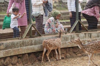 Jakarta, Endonezya - 13 Ağustos 2023: Hayvanat bahçesi ziyaretçileri tarafından beslenen geyik