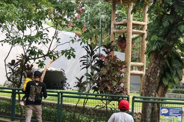 Odwiedzający Widzą Orangutanów Zoo — Zdjęcie stockowe