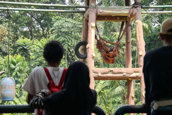 jakarta, Endonezya - 13 Ağustos 2023: tatildeki aile hayvanat bahçesinde orangutanlarla görüşüyor