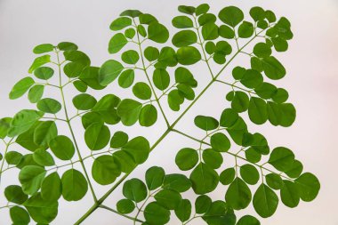 Moringa yaprakları beyaz bir arka planda, Moringa yapraklı bitkisel bitki