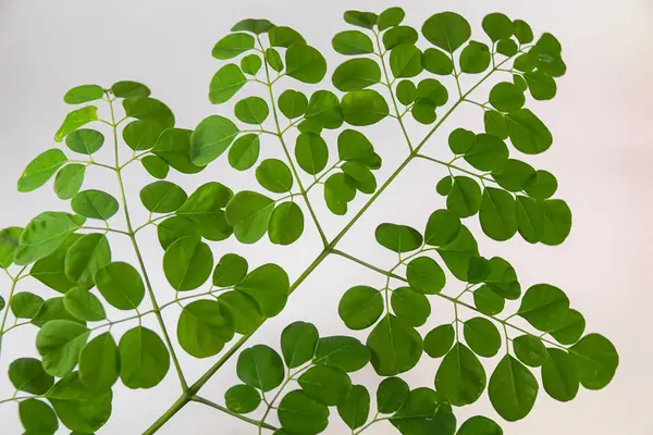 Moringa yaprakları beyaz bir arka planda, Moringa yapraklı bitkisel bitki