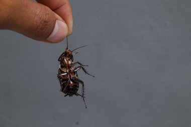 Ölü bir hamamböceğini tutmak, ev haşeresi yok etme konsepti.