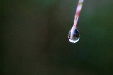 Emilia Sonchifolia çiçeği koyu bir arka planda tıraş fırçası,