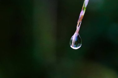 Bitki yapraklarının ucuna yağmur düştükten sonra damlacıklar,