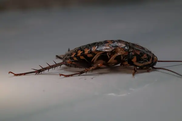 Stock image close up of dead cockroach on white floor,