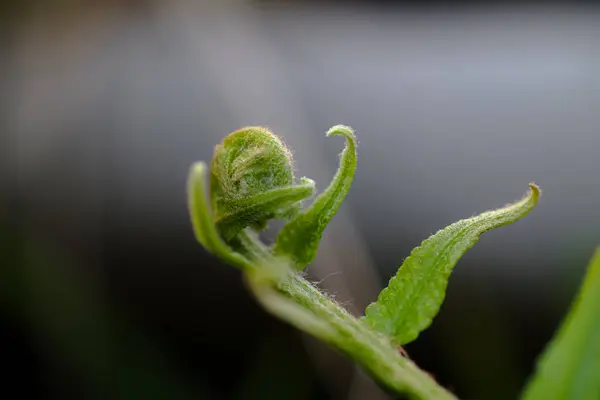 Fern filizine yakın, spiral şekilli yeşil bitki.,