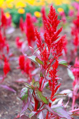 Büyüyen kırmızı Celosia 'nın yakın plan görüntüsü.
