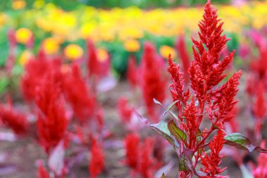 Büyüyen kırmızı Celosia 'nın yakın plan görüntüsü.