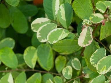 Güzel desen breynia disticha ya da kar bitkisi yapraklarını kapat.