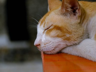 Masanın kenarında uyuyan evcil kediyi kapatın.