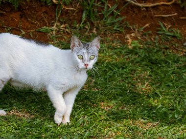 Evcil kedi çimlerin üzerinde yürüyor
