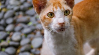 Meraklı bir kedinin yüz ifadesi