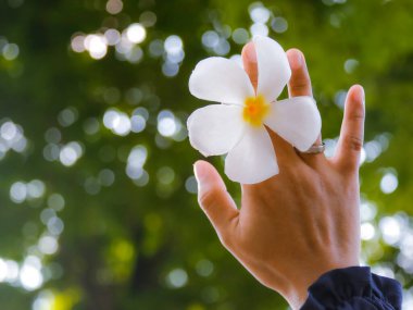 Kadının eli Bokeh ağacının arka planında beyaz frangipani çiçeğini tutuyor