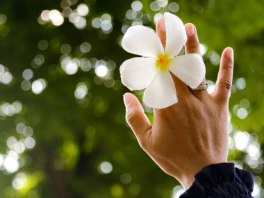 Kadının eli Bokeh ağacının arka planında beyaz frangipani çiçeğini tutuyor