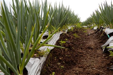 Çiftlikteki taze soğan bitkileri