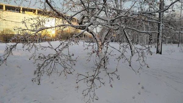 Зимовий Ліс Снігу — стокове фото