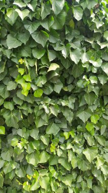 Duvarda yeşil sarmaşık yaprakları