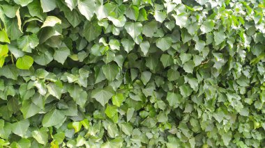Yeşil sarmaşık yaprakları duvarına.