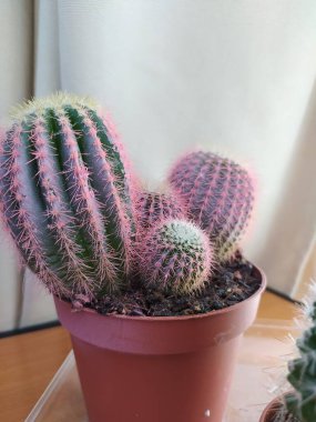 Güzel botanik fotoğrafı, doğal duvar kağıdı.