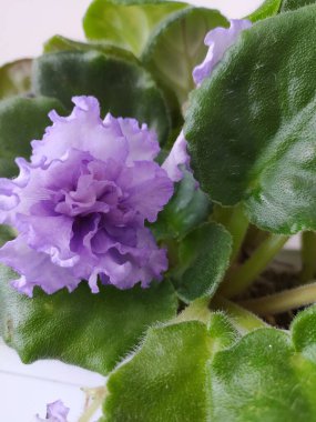 Güzel menekşe çiçeğinin yakından görünümü