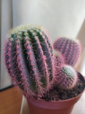 Güzel botanik fotoğrafı, doğal duvar kağıdı.