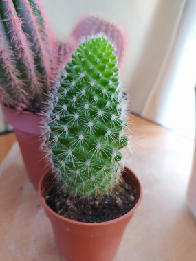 Beyaz arka planda bir tencerede kaktüs