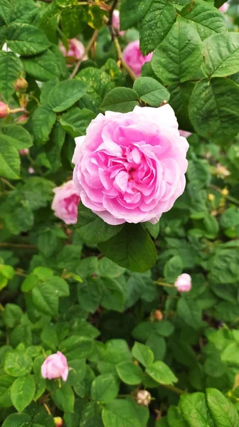 Krásné Květiny Zahradě Flóra — Stock fotografie