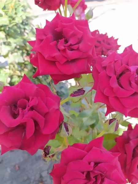 Όμορφο Κόκκινο Τριαντάφυλλο Στον Κήπο Χλωρίδα — Φωτογραφία Αρχείου
