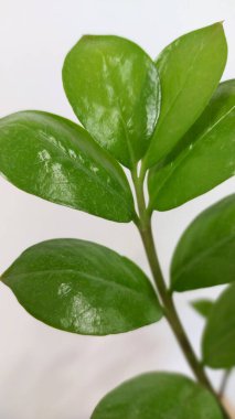 tencerede masada yeşil bitki