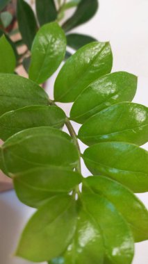 tencerede masada yeşil bitki