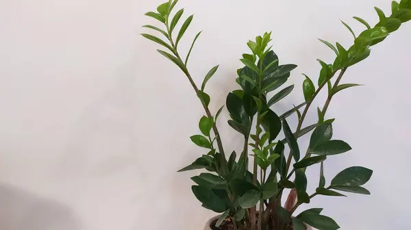 Зелена Рослина Горщику Столі — стокове фото