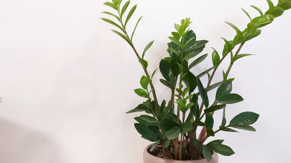 Groene Plant Pot Tafel — Stockfoto