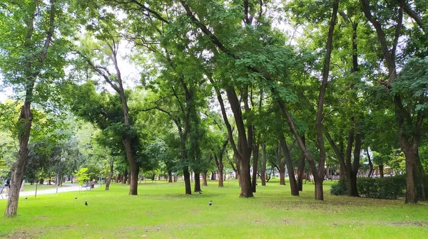 Parkta Yeşil Çimenler — Stok fotoğraf