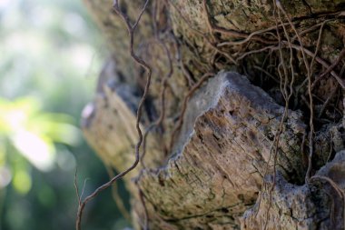 Ağaç kabuğu dokusunu kapat