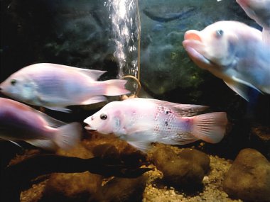 Parçalar akuario 'da grandes 